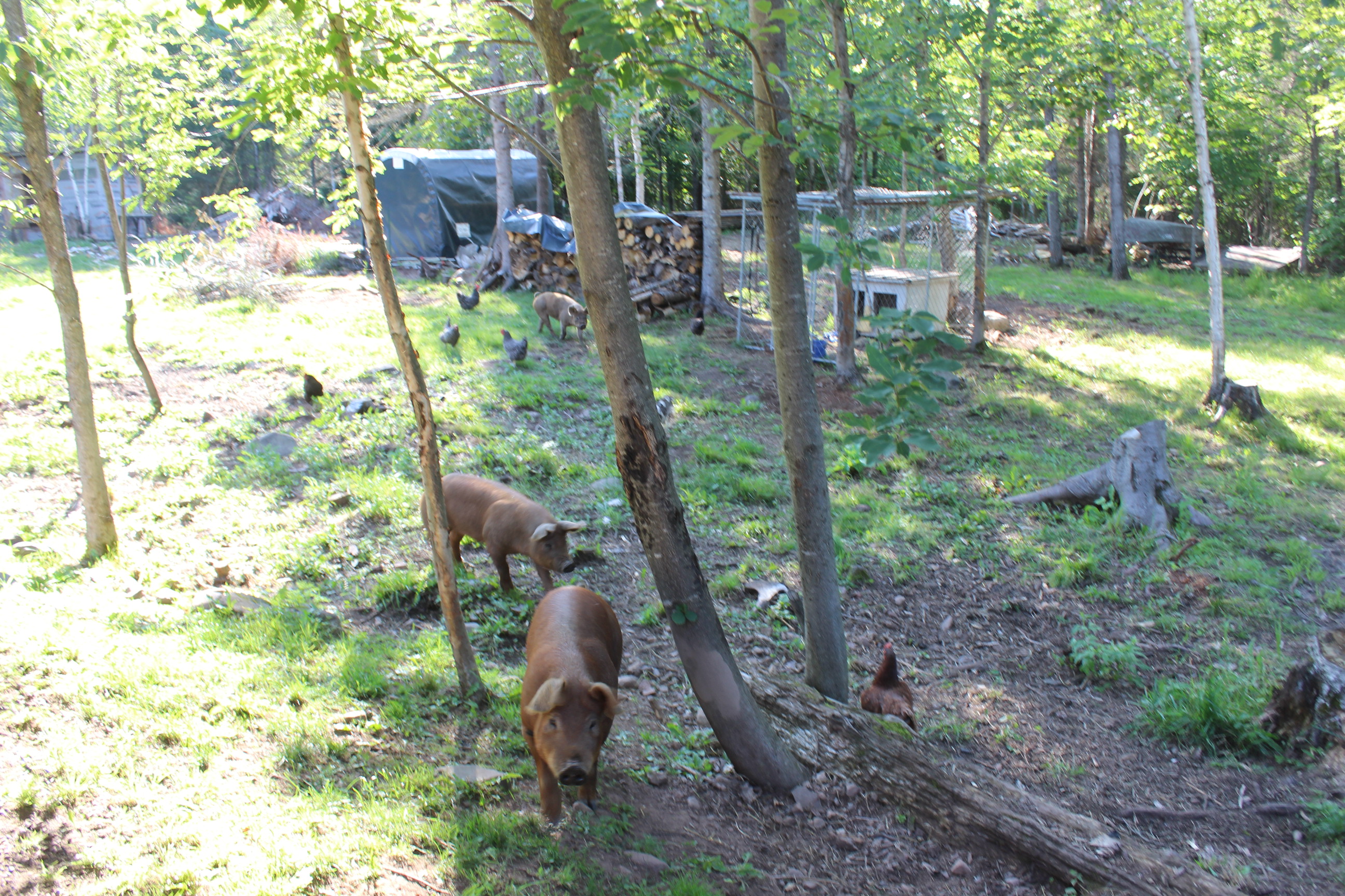 Woodland