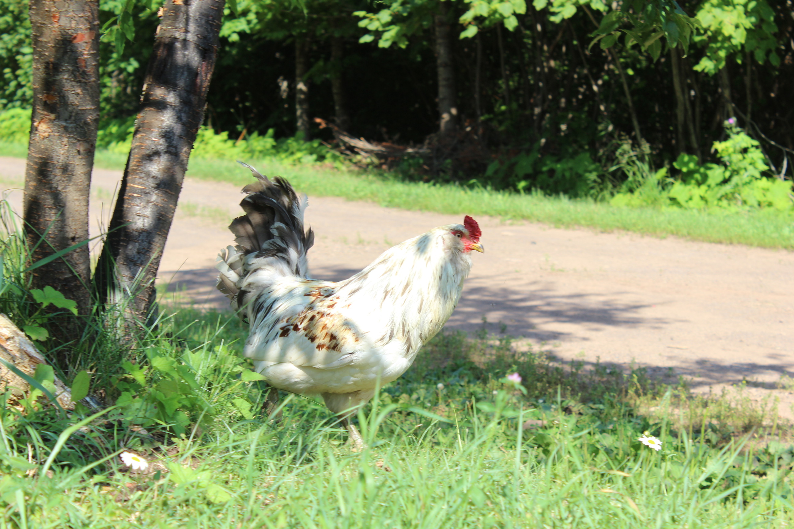 Rooster