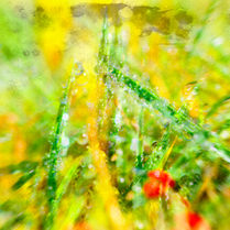 Prairie verdoyante avec des perles de rosée