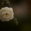 Thumbnail: White Rose