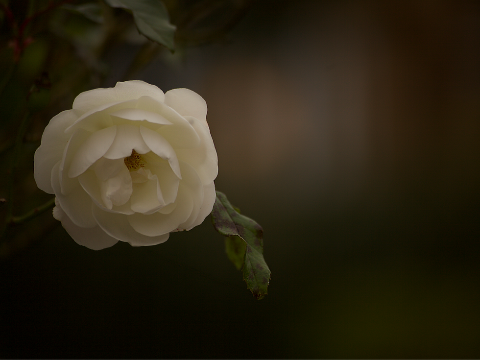 Miniatura: White Rose