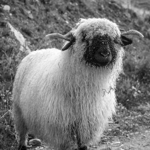 Schwarznasenschaf in den Walliser Bergen