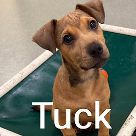 tucknew_edited.jpg