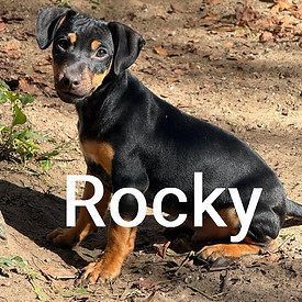 rockynew_edited.jpg