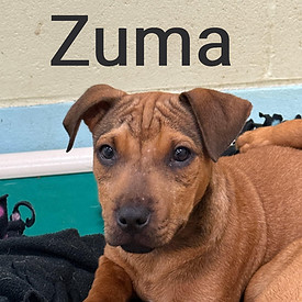 zumanew_edited.jpg