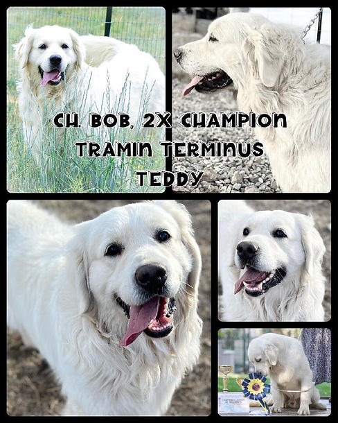 Teddy approved pic.jpeg