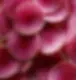 Radishes.jpg.webp