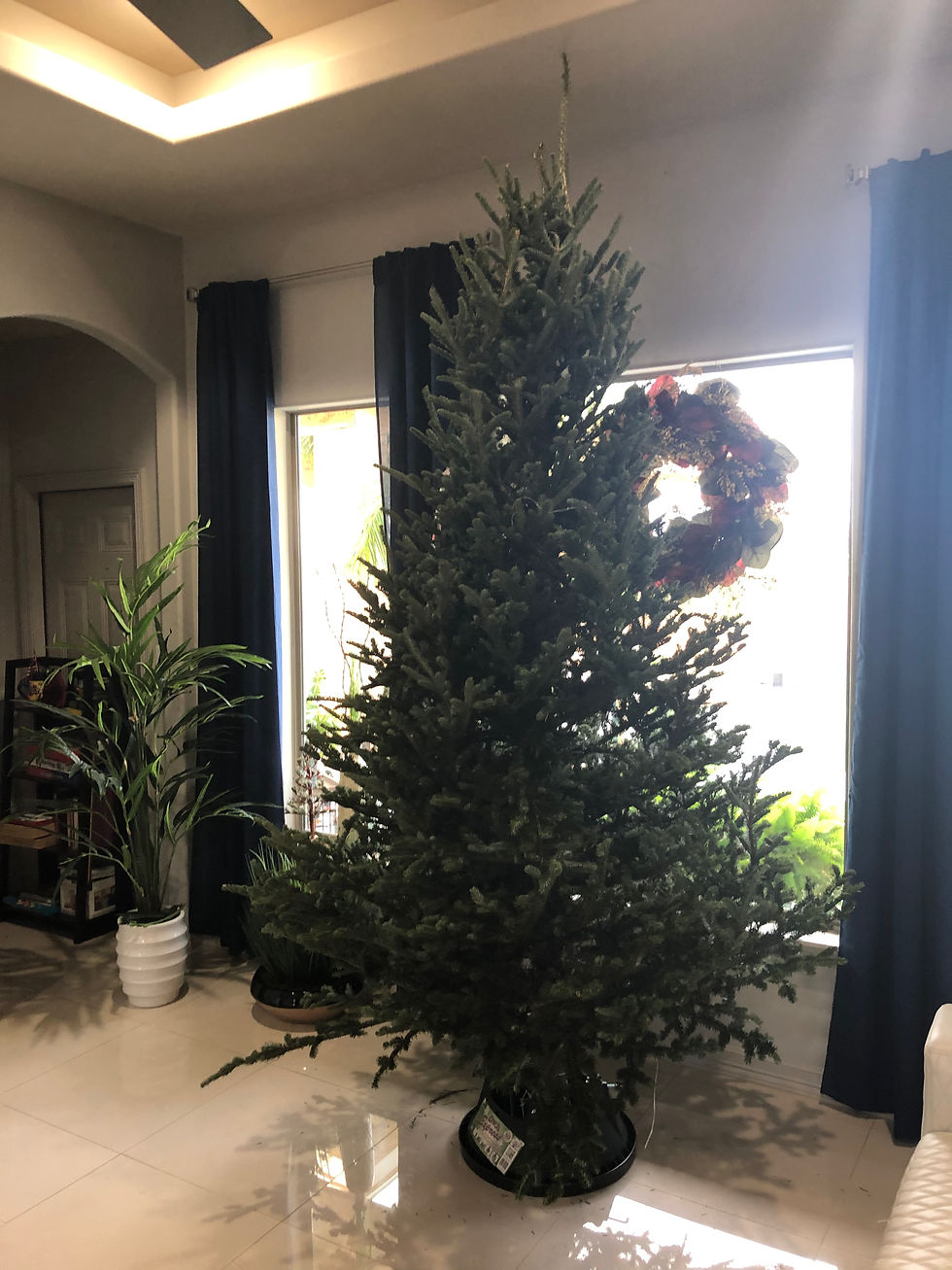 Christmas Trees rioproduceedinburg