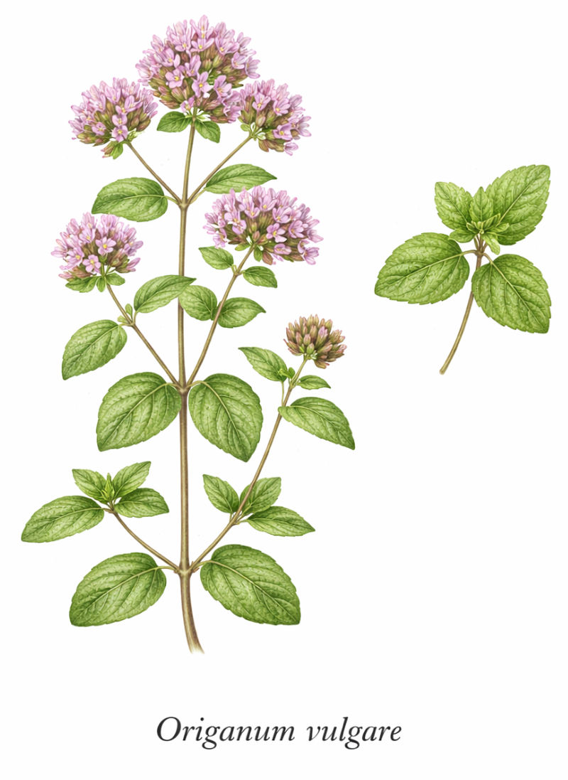 ИИ изображение на билкаат риган