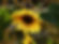 sunflower-gce29e692b_1280.jpg
