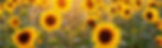 sunflower-g825025423_1280_edited.jpg