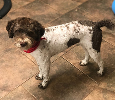 Brown and White Lagotto Romagnolo