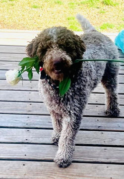 Will you accept this rose?