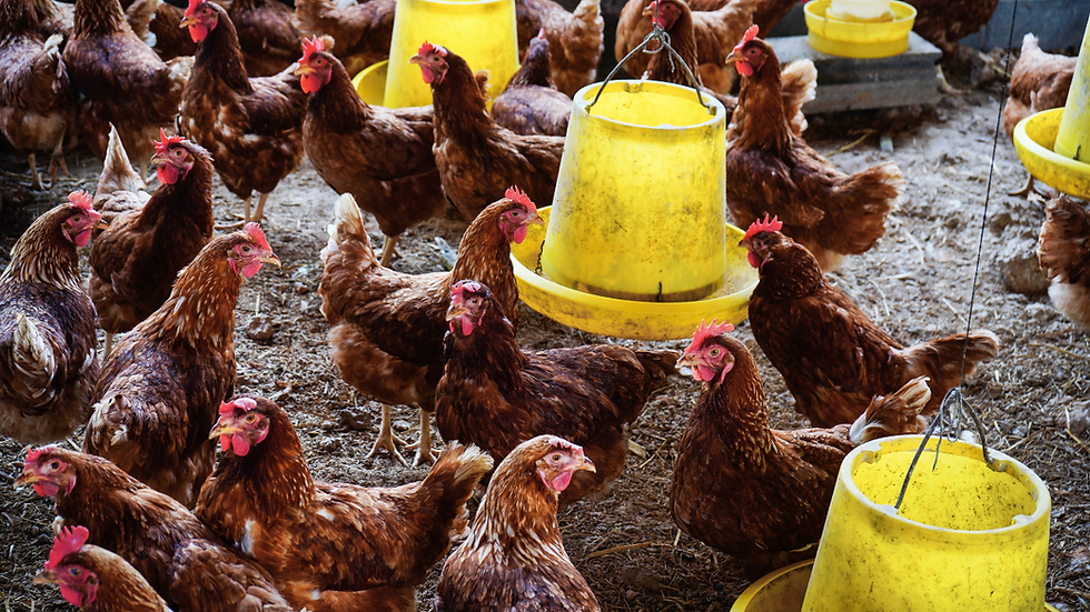 Brown chickens feeding around yellow feeders inside a poultry house at Ekpezu Farms, Cross River State.