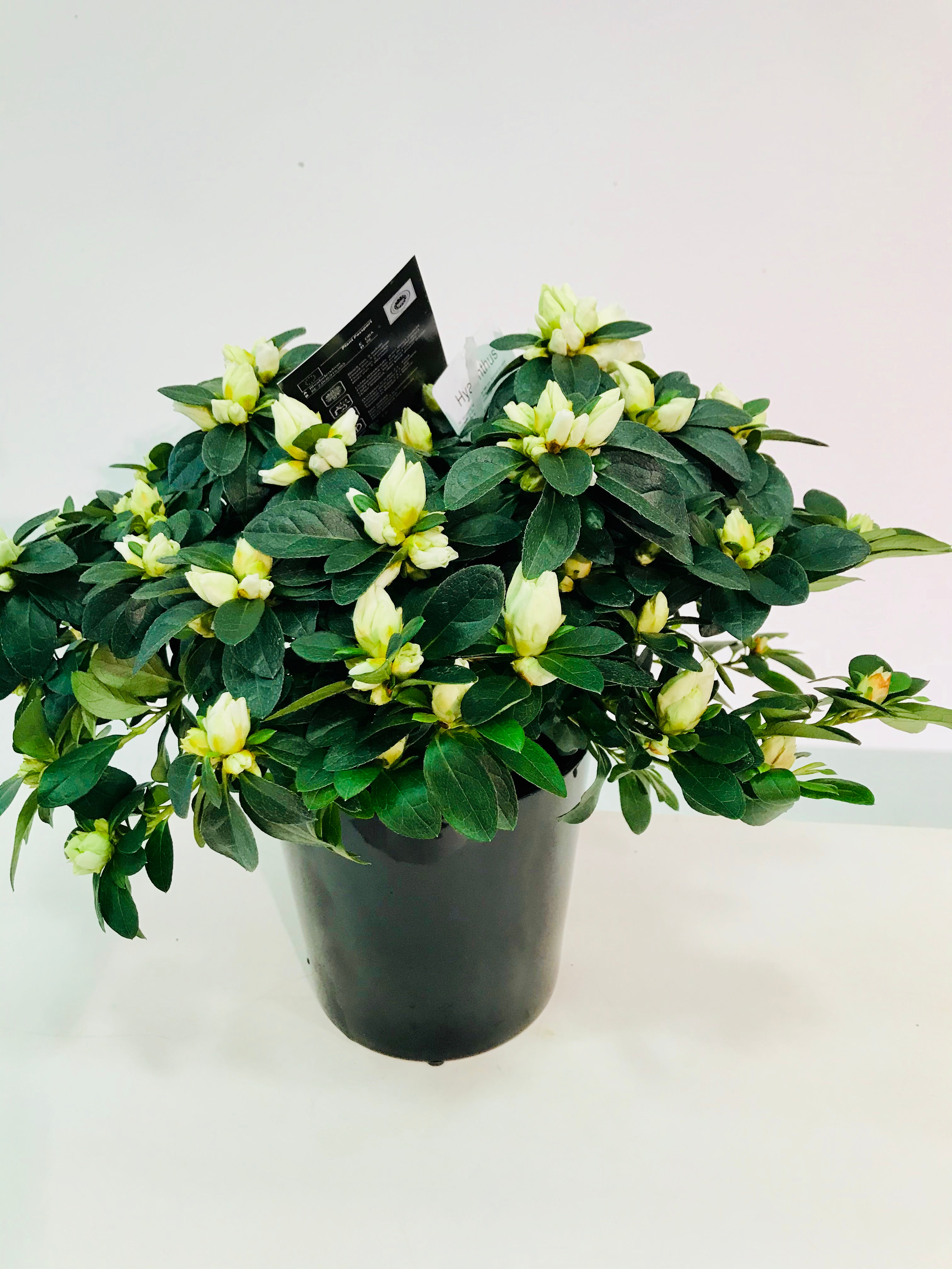 Plant (Azalea) in kwalitatieve pot van DM Depot