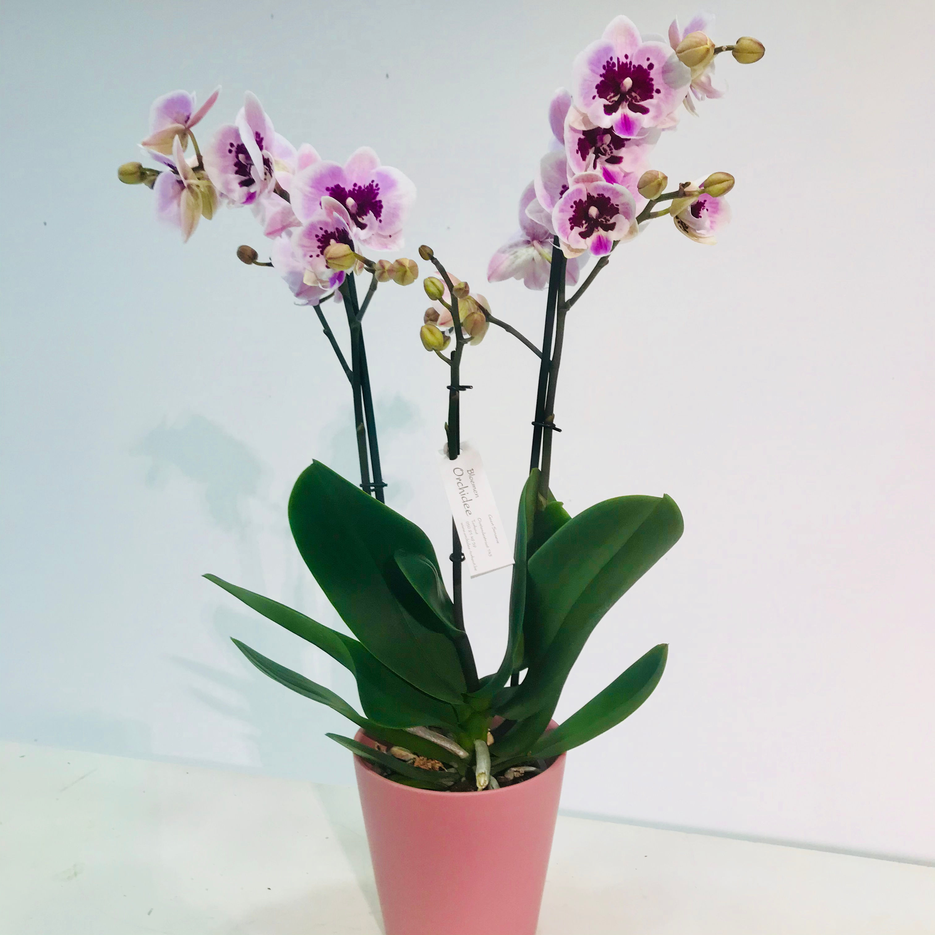 Roze orchidee in bijpassende roze pot DM Depot