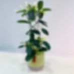 fullsizeoutput_35b8