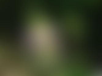 Berlin! meet your weeds! this week: Teasel: a meat eating Thistle?