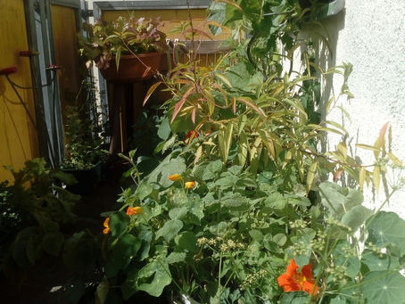 The balcony last year...getting ready for 2021