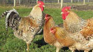 Free Range Bielefelder Chickens