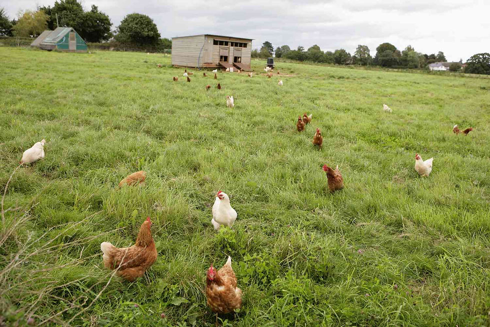 Free Range Chickens