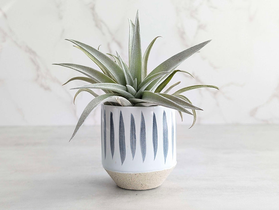 Thumbnail: Ceramic Candle & Air Plant Gift Box (C)