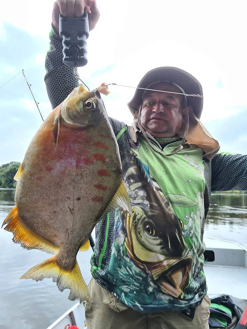 Pacu Gigante do Rio Trombetas.jpg