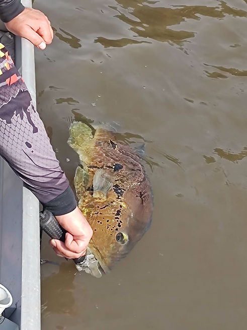 Tucunaré-porteiro do rio trombetas