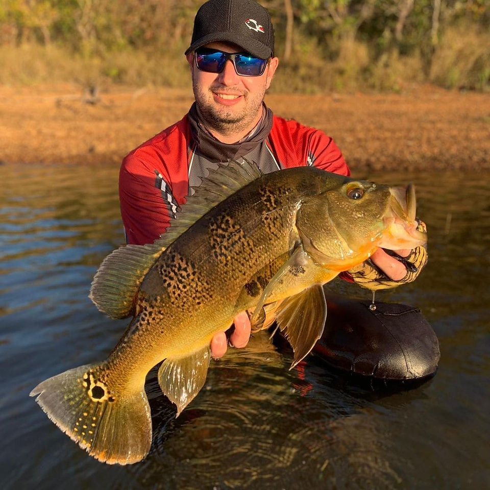 Tucunaré Amarelo (Cichla kelberi)