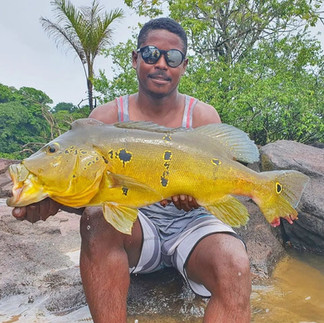 Tucunaré-Porteiro do Rio Trombetas