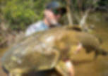 Jaú (Zungaro zungaro) do rio Trombetas