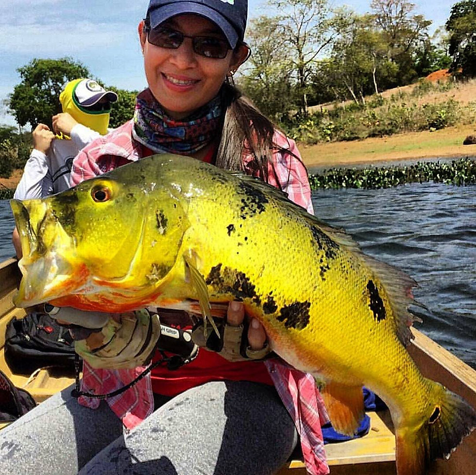Tucunaré Cichla monoculus