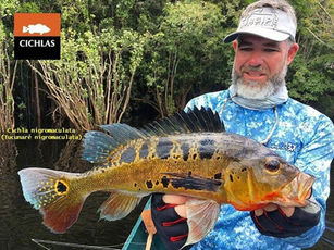 Conheça o Tucunaré Cichla Nigro-Maculata: Explorando o Mundo do Tucunaré Tauá
