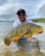 Tucunaré Amarelo (Cichla kelberi)