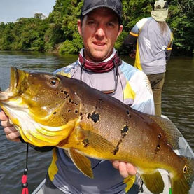 O Tucunaré-Porteiro em Cachoeira Porteira Um Peixe Imponente