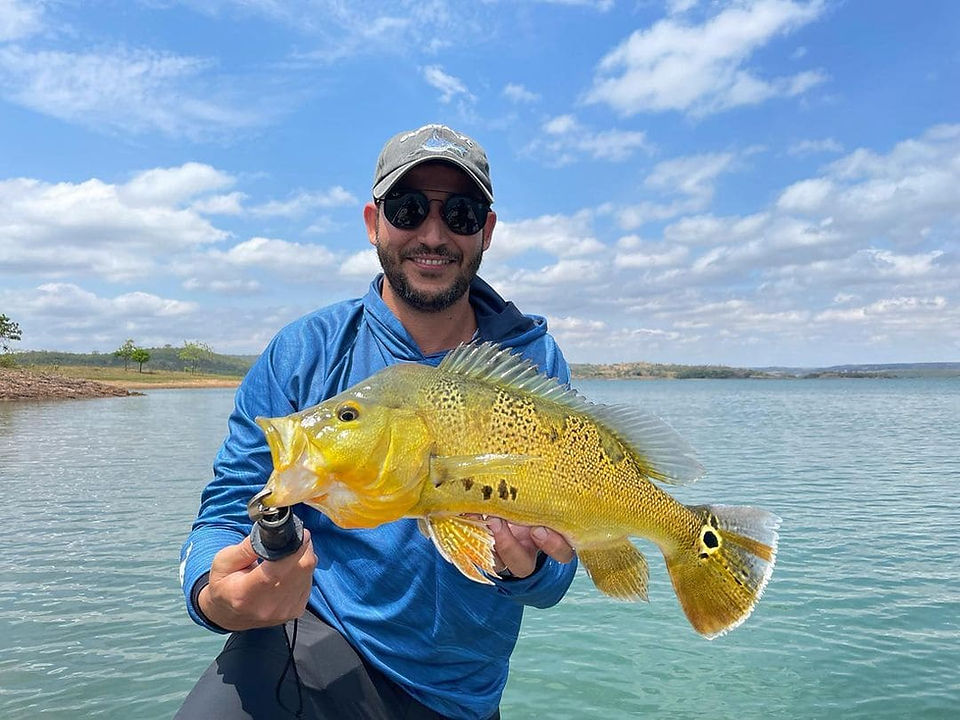 Tucunaré Amarelo (Cichla kelberi)
