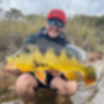 Tucunaré Amarelo (Cichla kelberi)