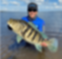 Tucunaré Azul - Cichla Piquiti