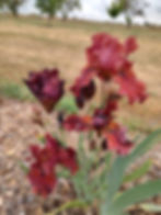 Thumbnail: Red Dirt Road