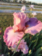 Thumbnail: Prissy Christy