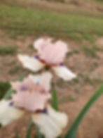 Thumbnail: Concertina