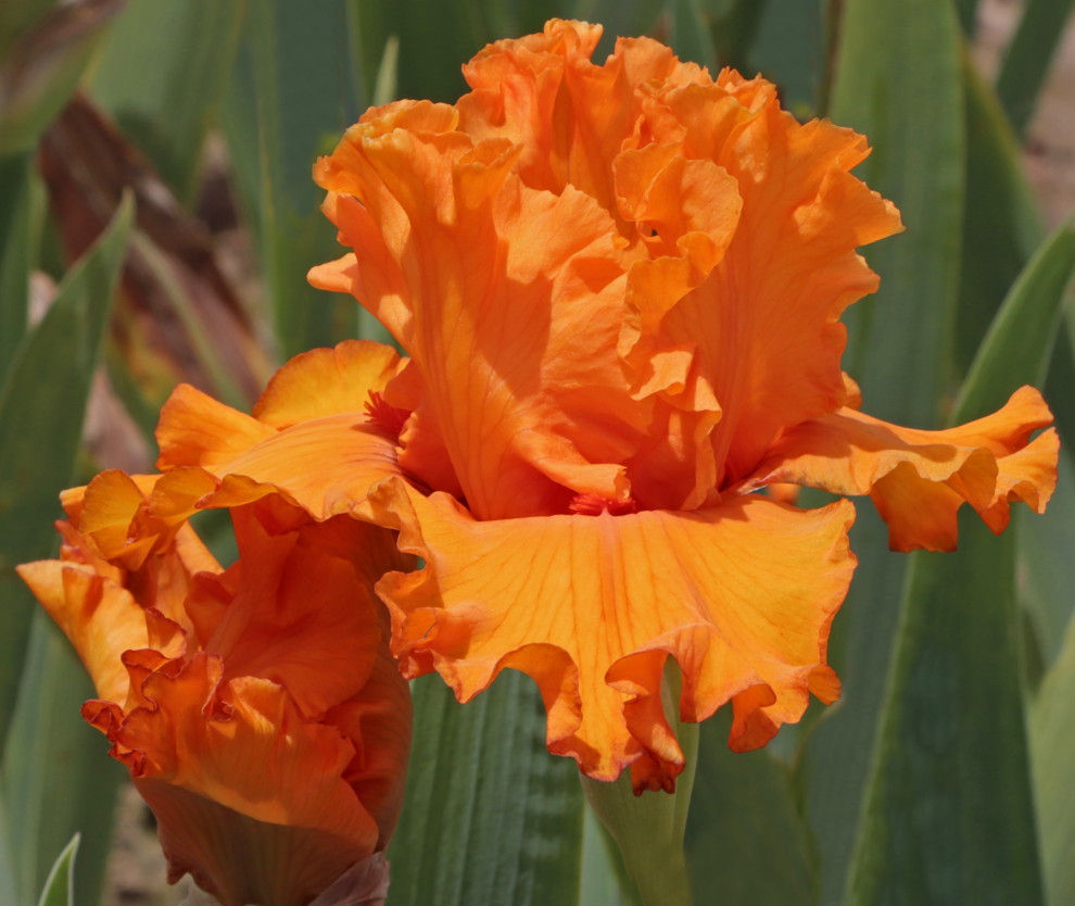 Orange Blast