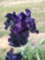 Thumbnail: Black Lipstick