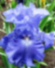 Fiesta In Blue