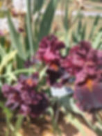Thumbnail: Garden Debutant