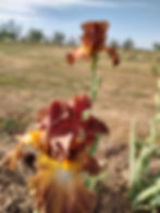 Thumbnail: How Now Brown Cow
