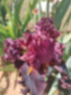 Thumbnail: Garden Debutant