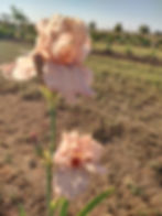 Thumbnail: Rhapsody In Peach