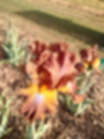 Thumbnail: How Now Brown Cow