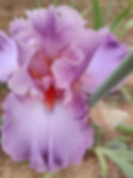 Thumbnail: Prissy Christy